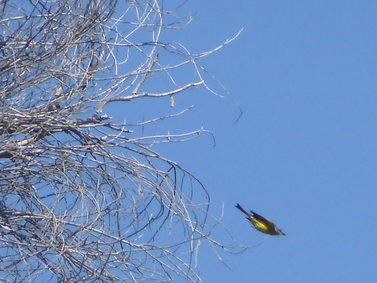 Tropical Kingbird - ML619535052