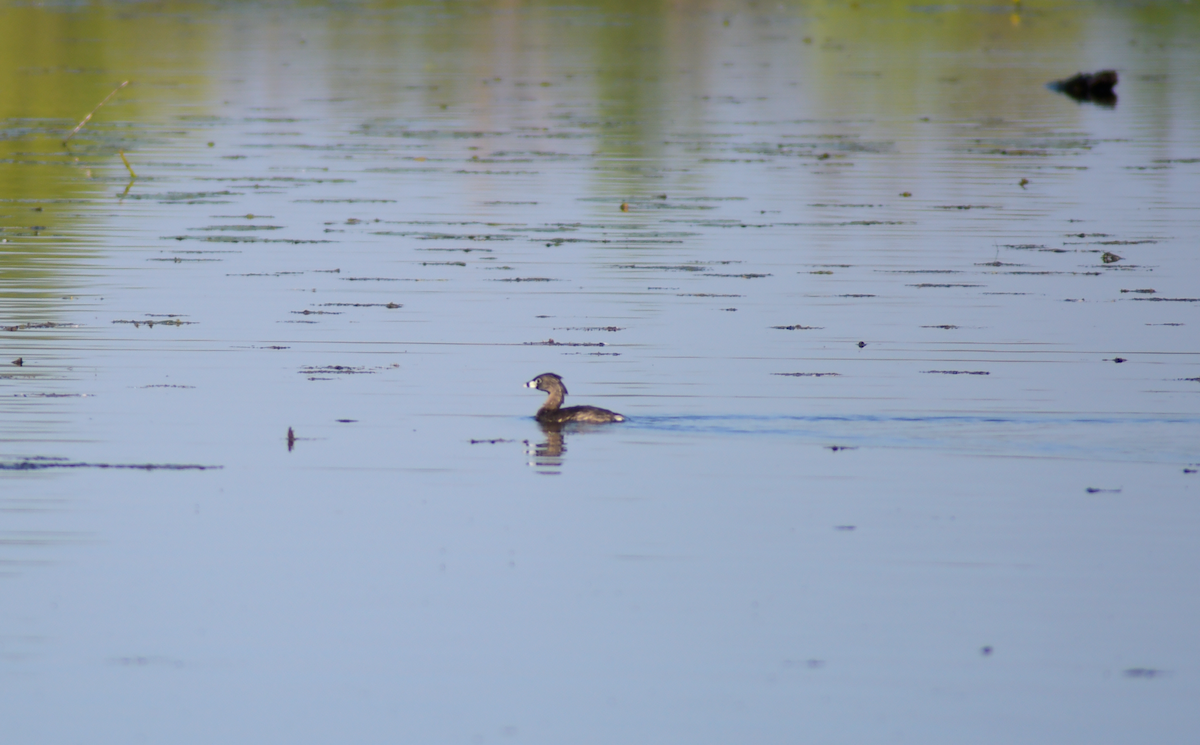 Pied-billed Grebe - Guillaume Perron