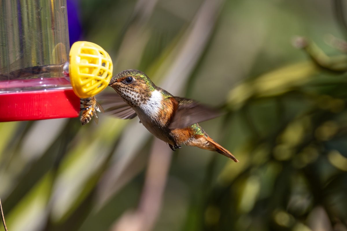 Scintillant Hummingbird - Mason Flint