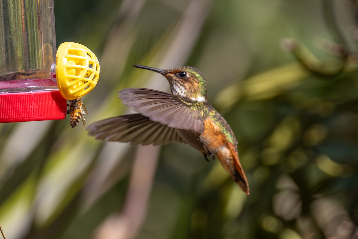 Scintillant Hummingbird - Mason Flint
