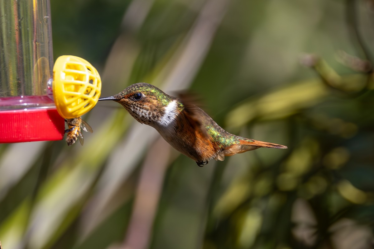 Scintillant Hummingbird - Mason Flint