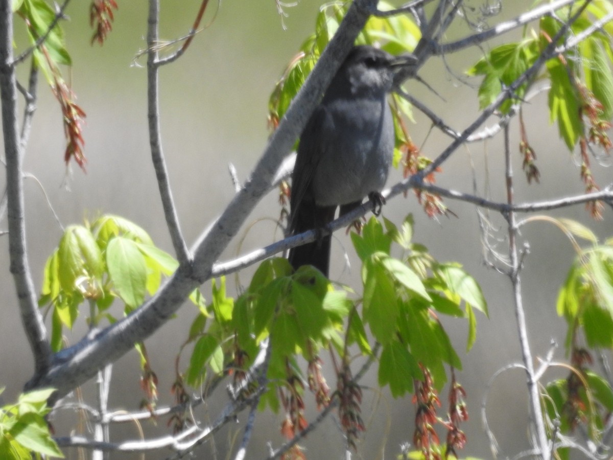 Gray Catbird - Forrest Luke