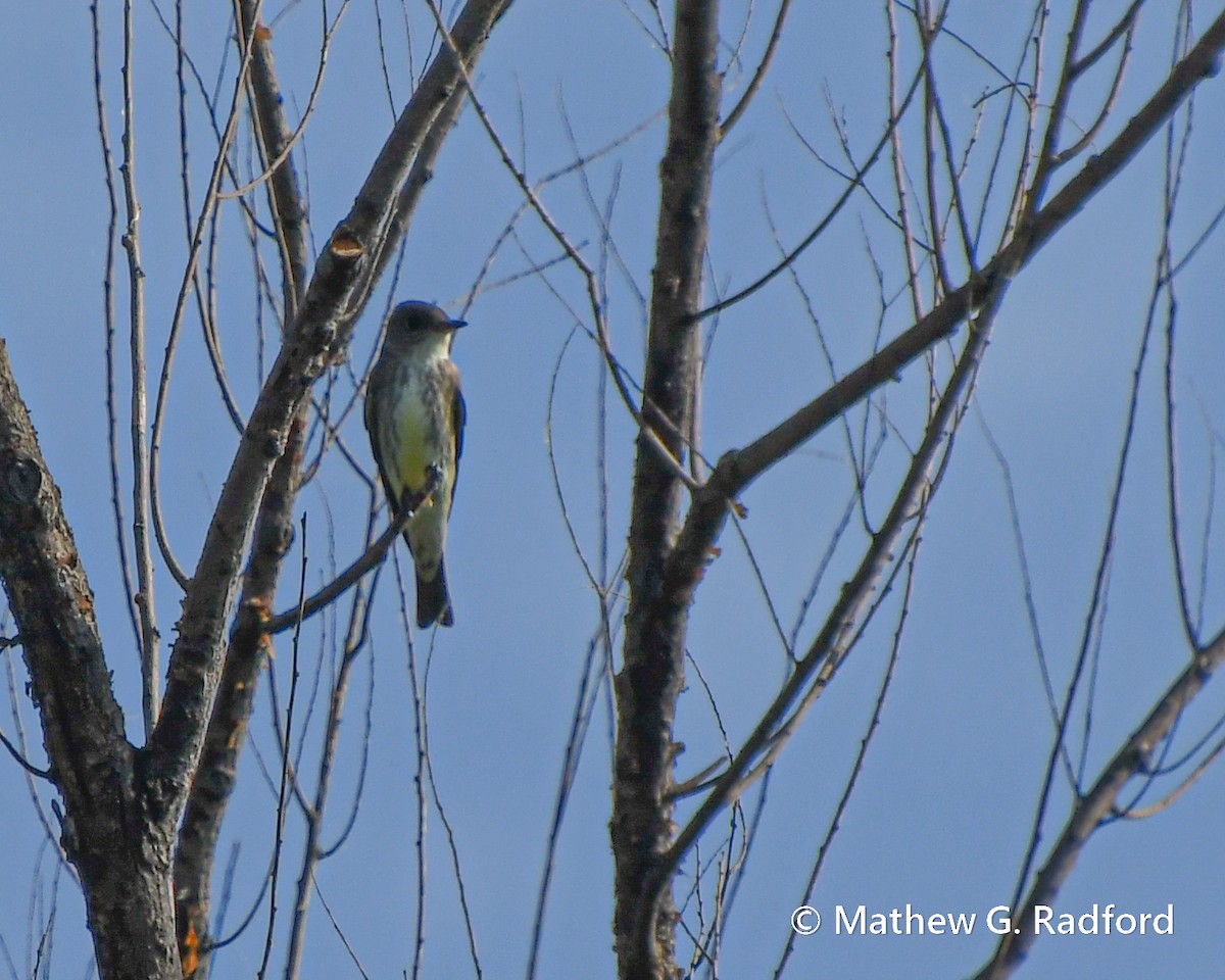 Olive-sided Flycatcher - Mathew Radford