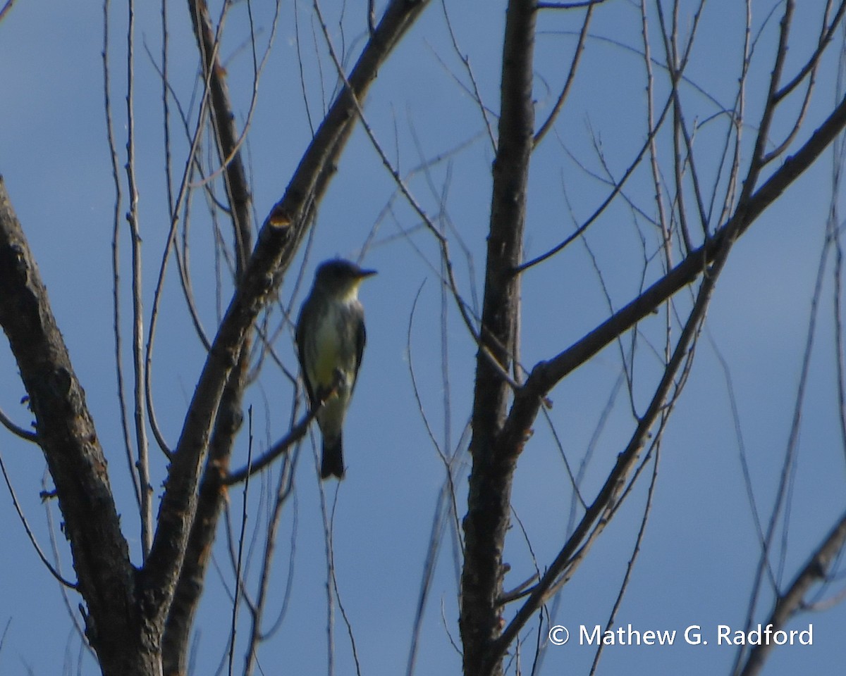 Olive-sided Flycatcher - Mathew Radford