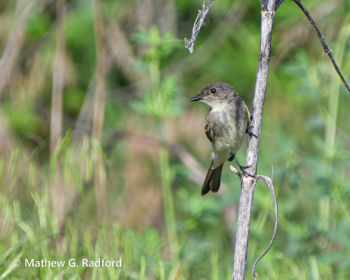 Eastern Phoebe - Mathew Radford