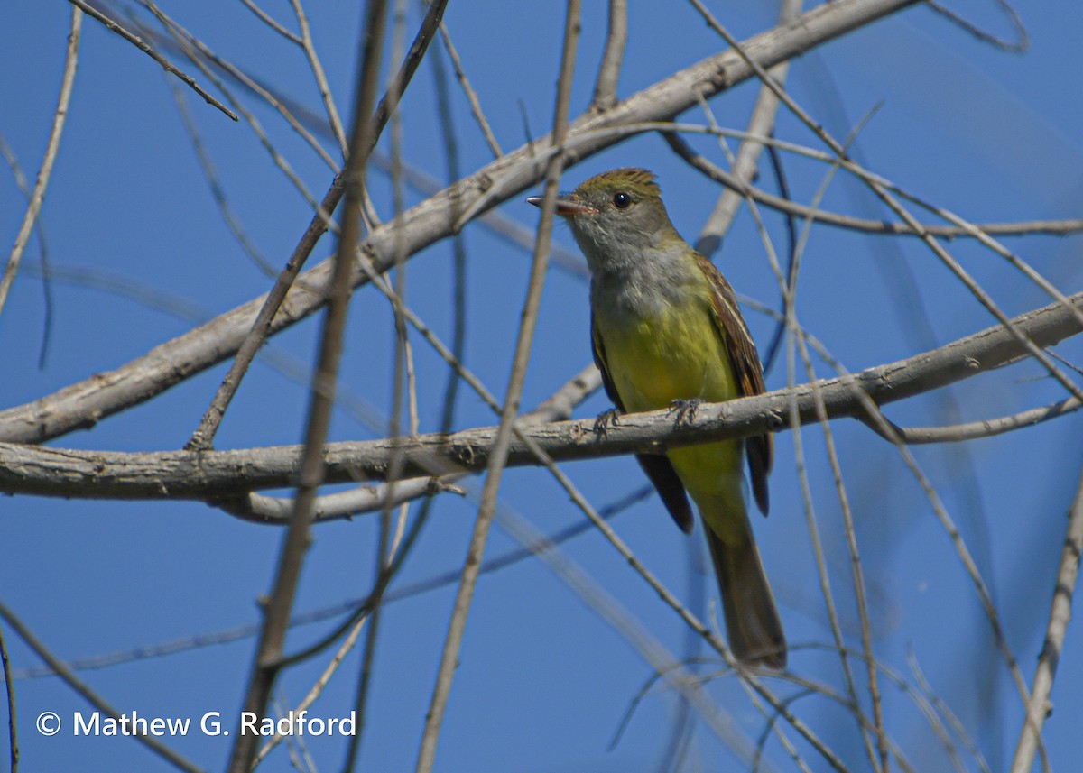 Great Crested Flycatcher - Mathew Radford