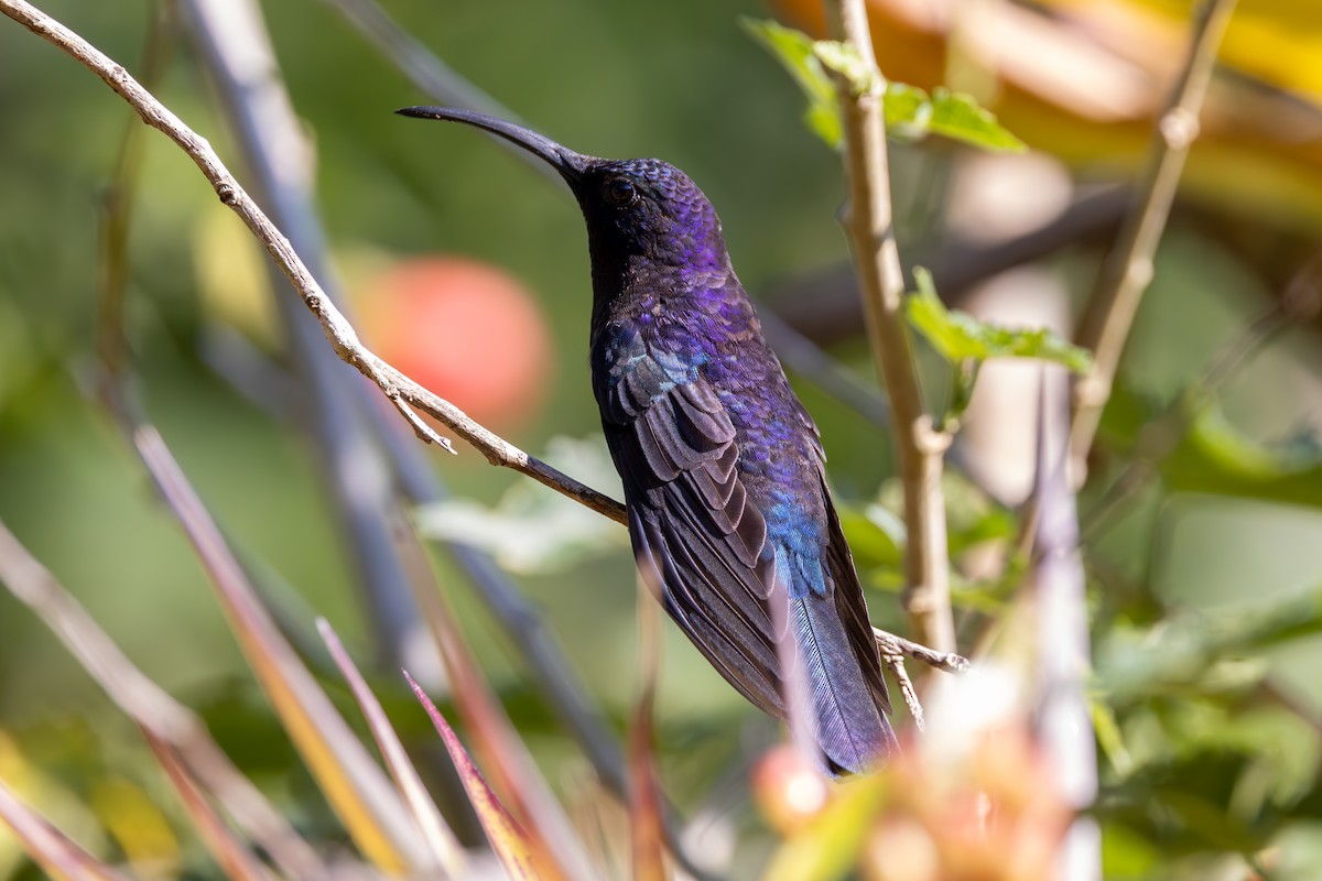 Violet Sabrewing - Mason Flint