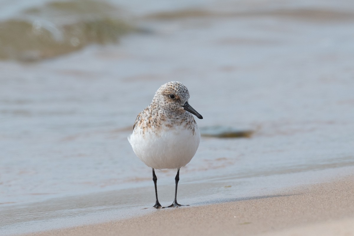 Sanderling - Annette McClellan