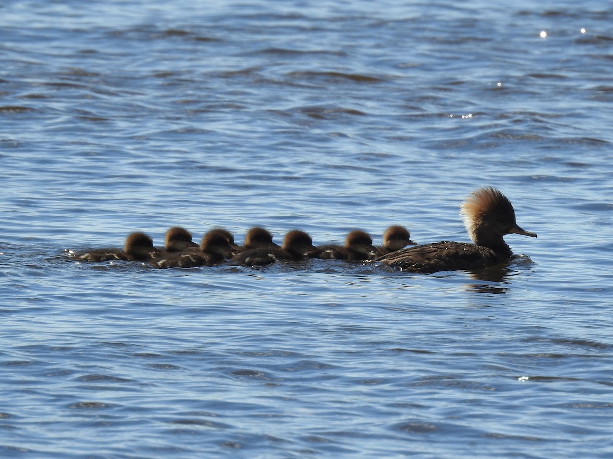 Hooded Merganser - Jean-Serge Vincent