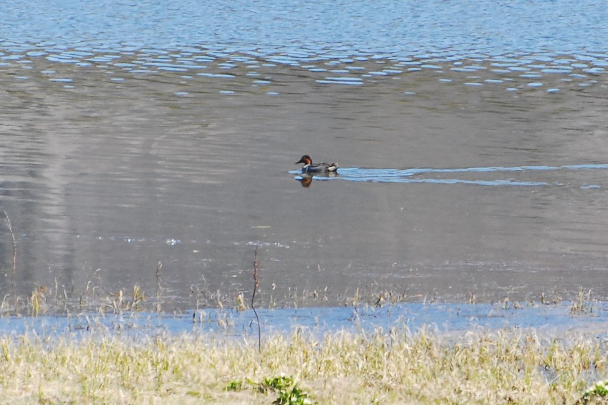 Green-winged Teal - Mary Mac Gregor