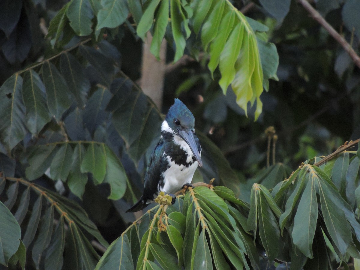 Amazon Kingfisher - Roger Lambert