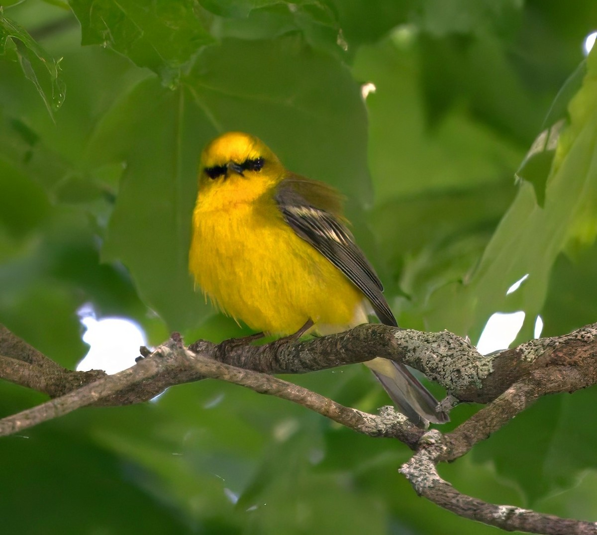 Blue-winged Warbler - Felipe Lopez