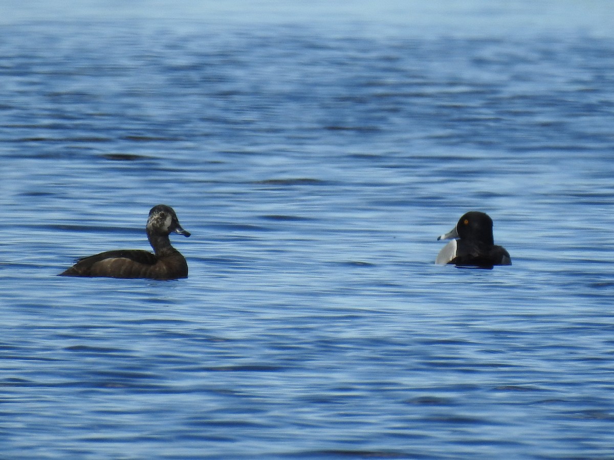 Ring-necked Duck - Jean-Serge Vincent