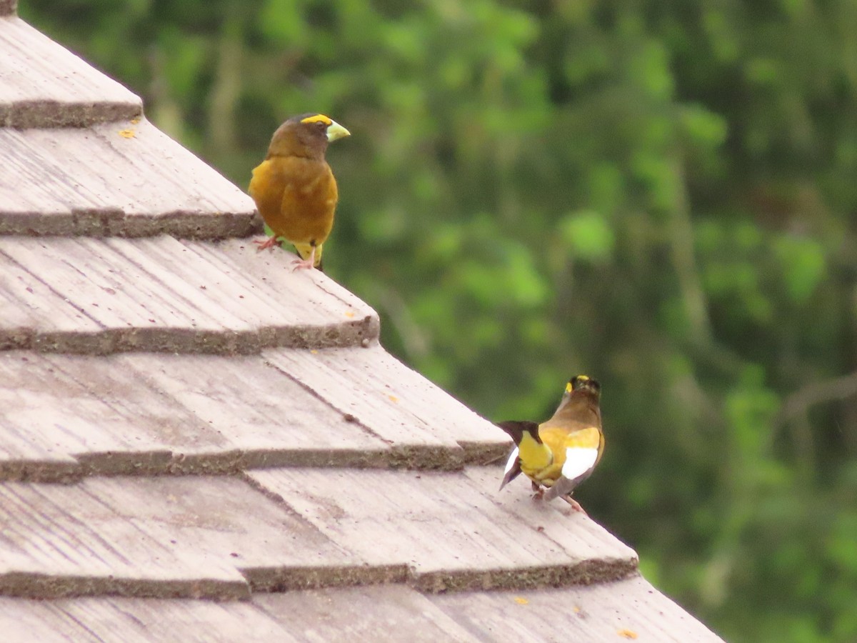 Evening Grosbeak - Joan Baker