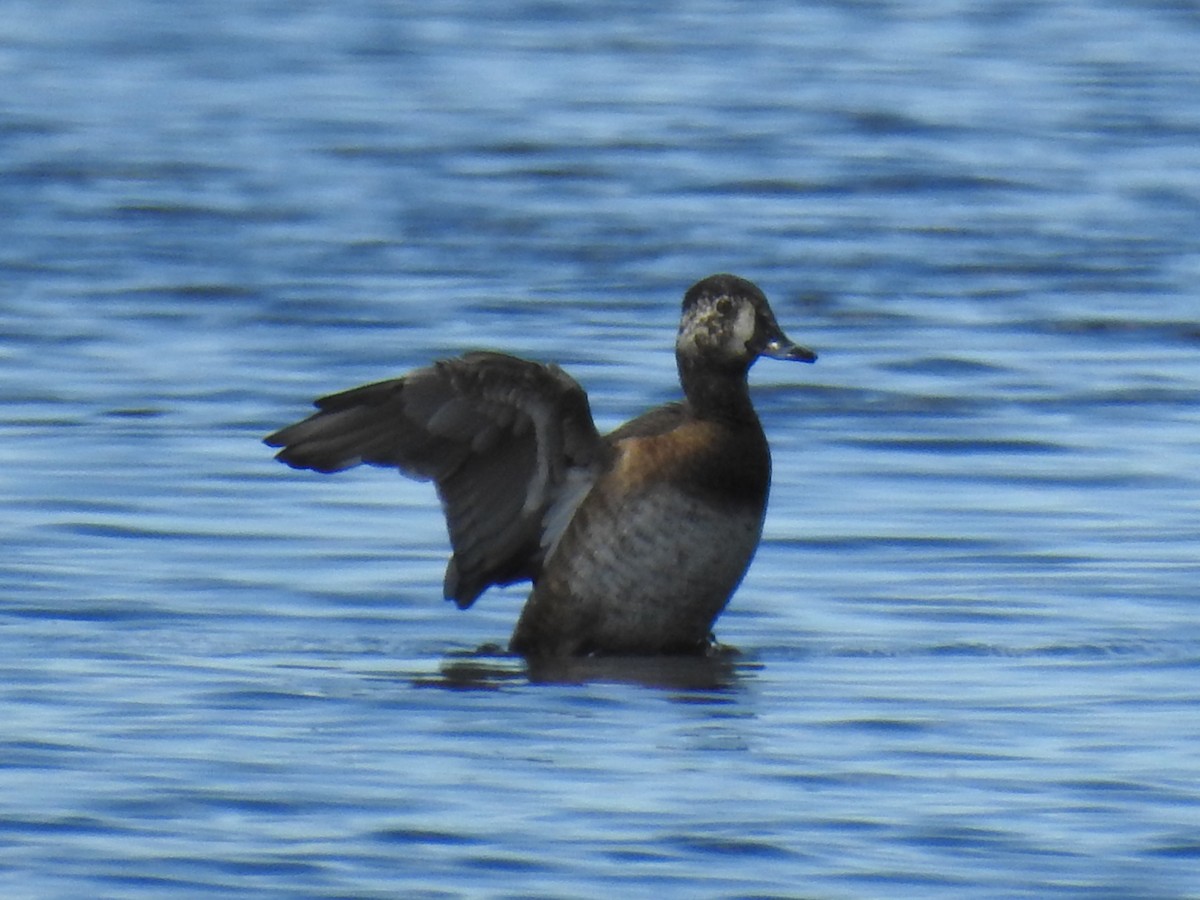 Ring-necked Duck - Jean-Serge Vincent