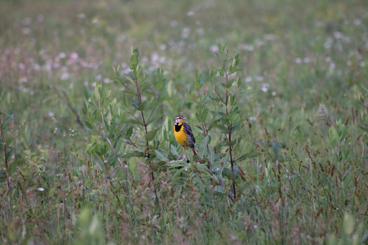Eastern Meadowlark - ML619535098