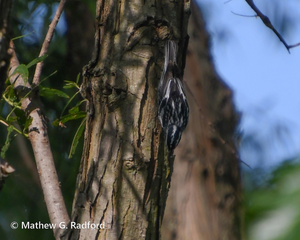 Black-and-white Warbler - Mathew Radford