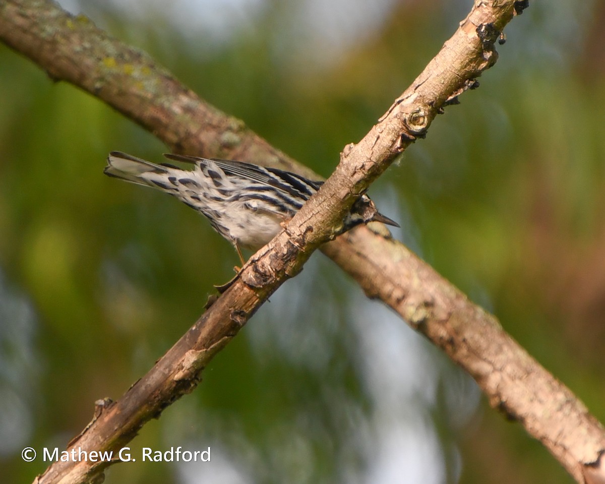 Black-and-white Warbler - Mathew Radford