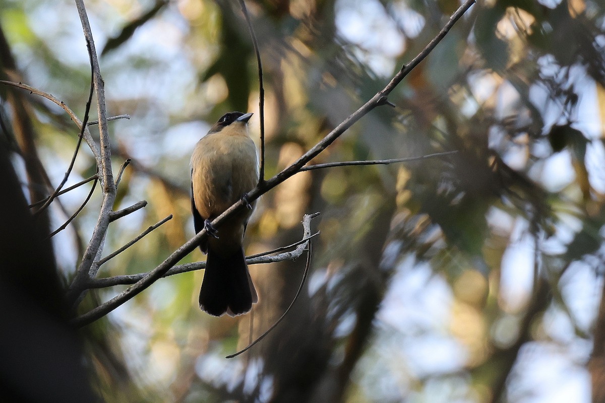 Black-goggled Tanager - ML619535102