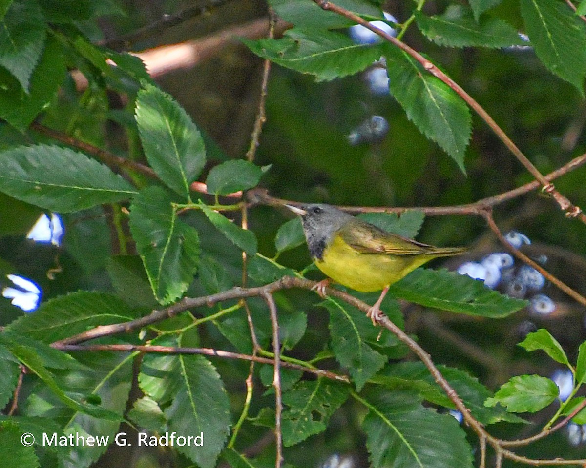 Mourning Warbler - Mathew Radford