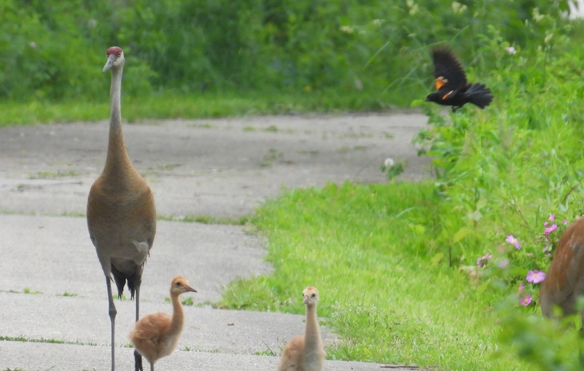 Sandhill Crane - Matt Tobin