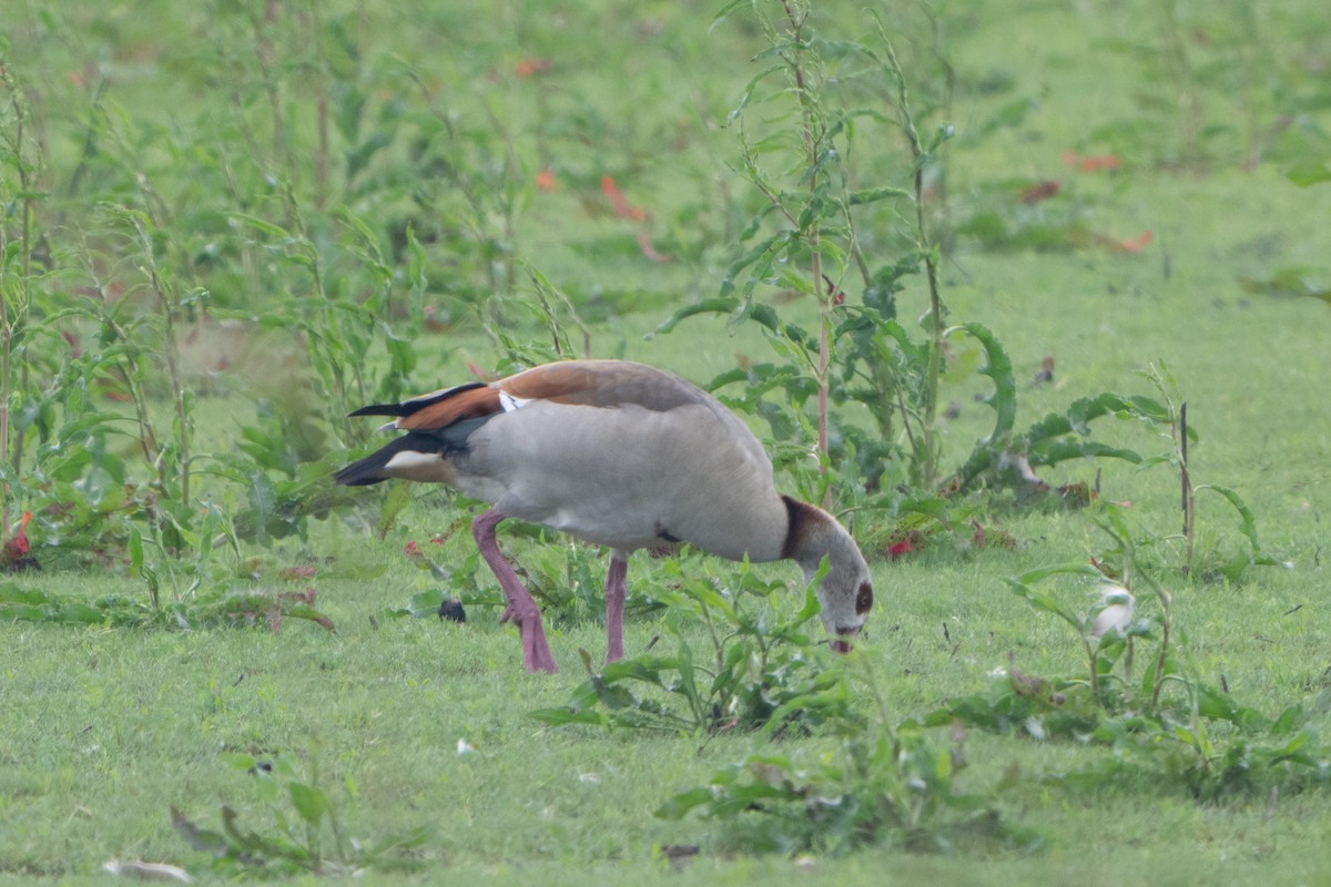 Egyptian Goose - Guido Van den Troost