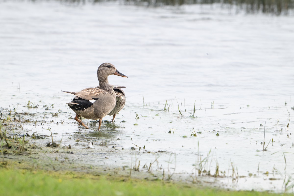 Gadwall - Guido Van den Troost