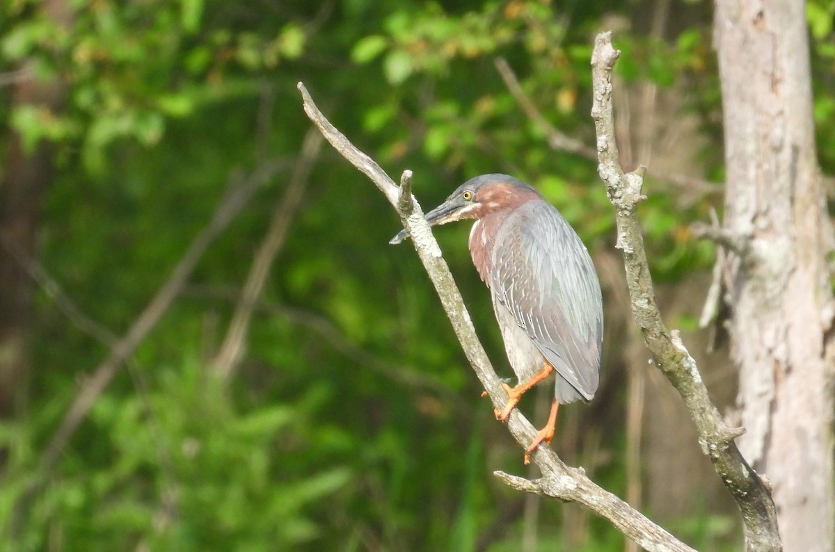 Green Heron - Matt Tobin