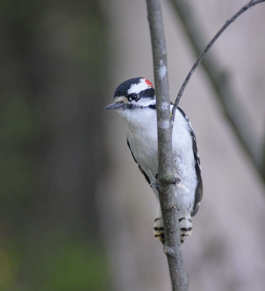 Downy Woodpecker - Guillaume Perron