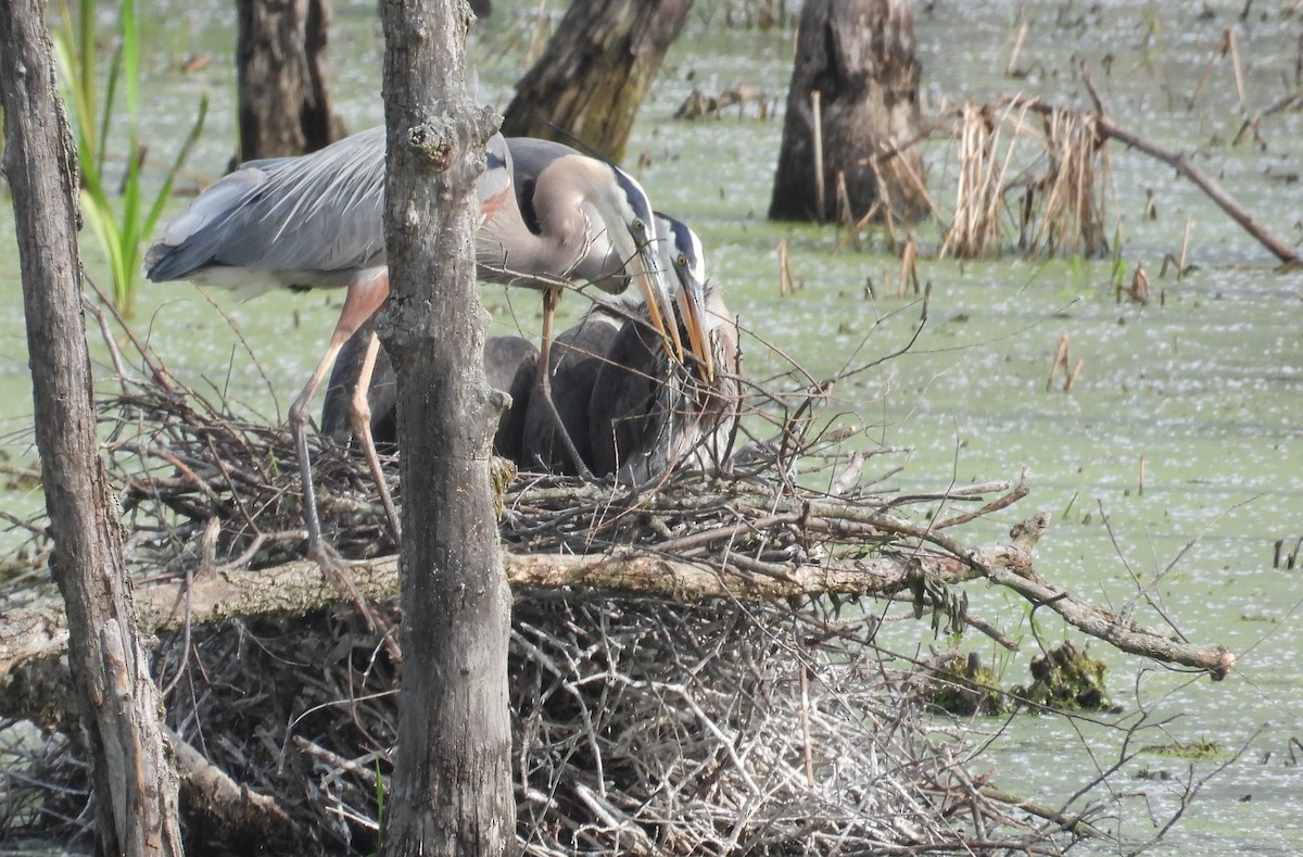 Great Blue Heron - Matt Tobin