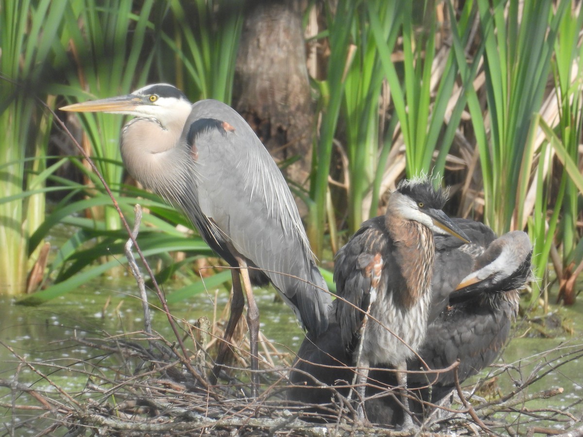 Great Blue Heron - Matt Tobin