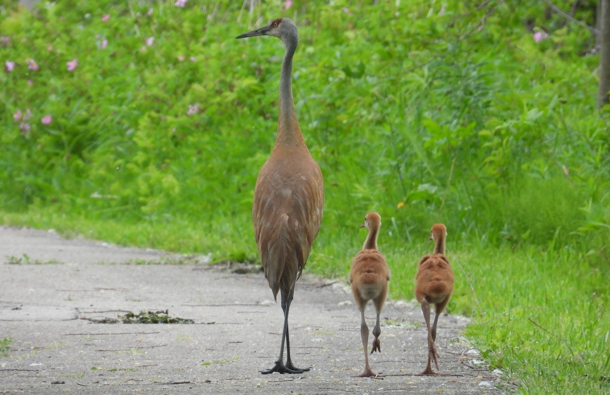 Sandhill Crane - Matt Tobin