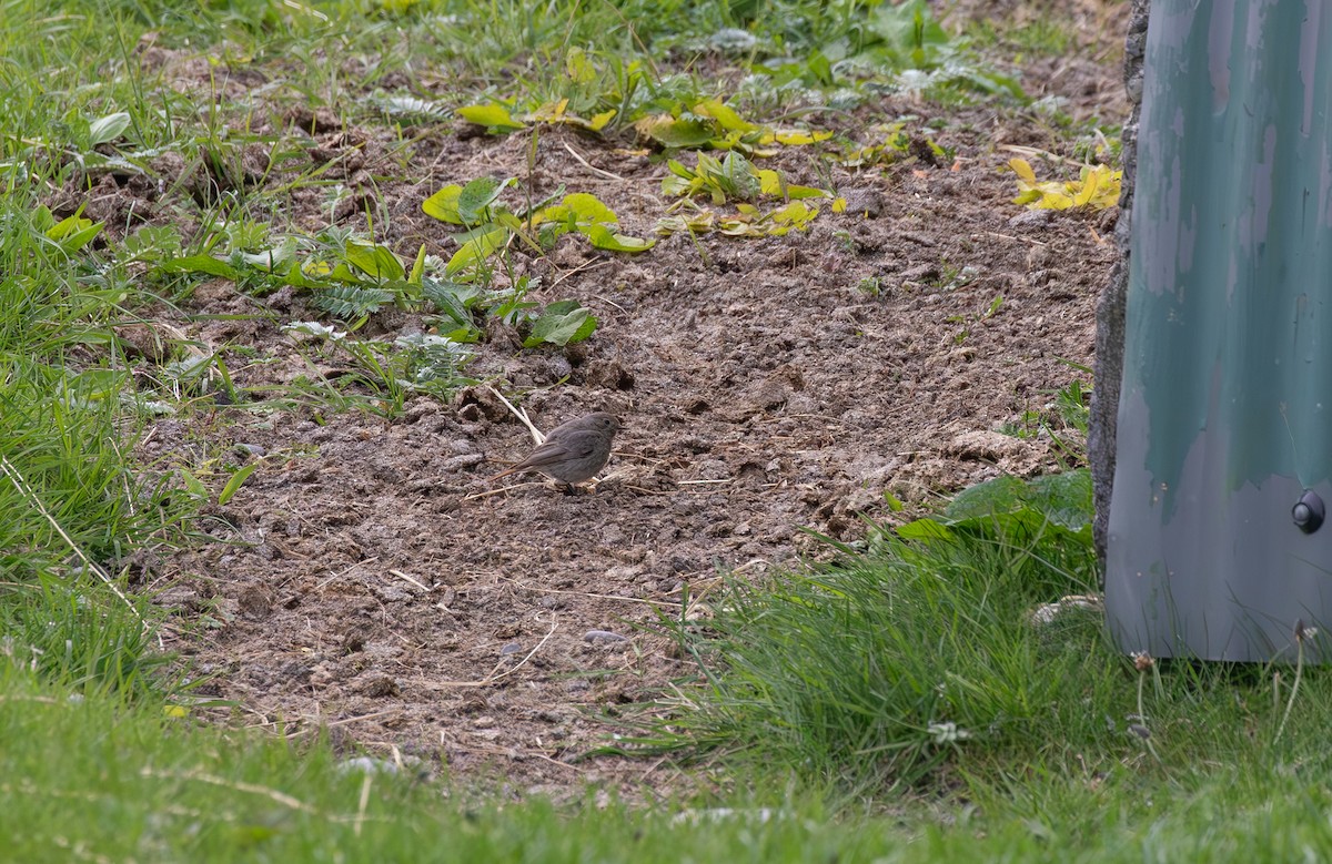 Black Redstart - Jonathan Farooqi