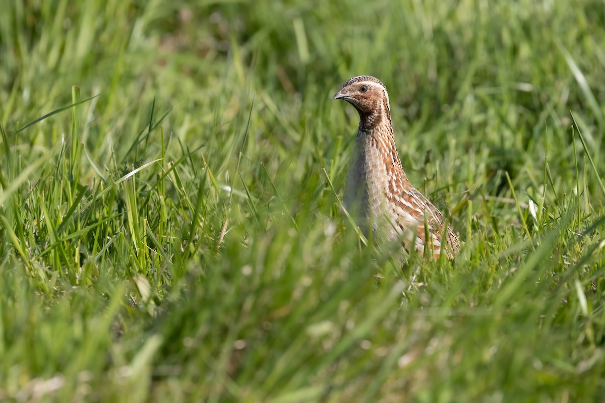 Common Quail - Harald Dahlby