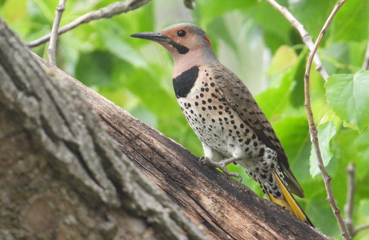 Northern Flicker - Matt Tobin