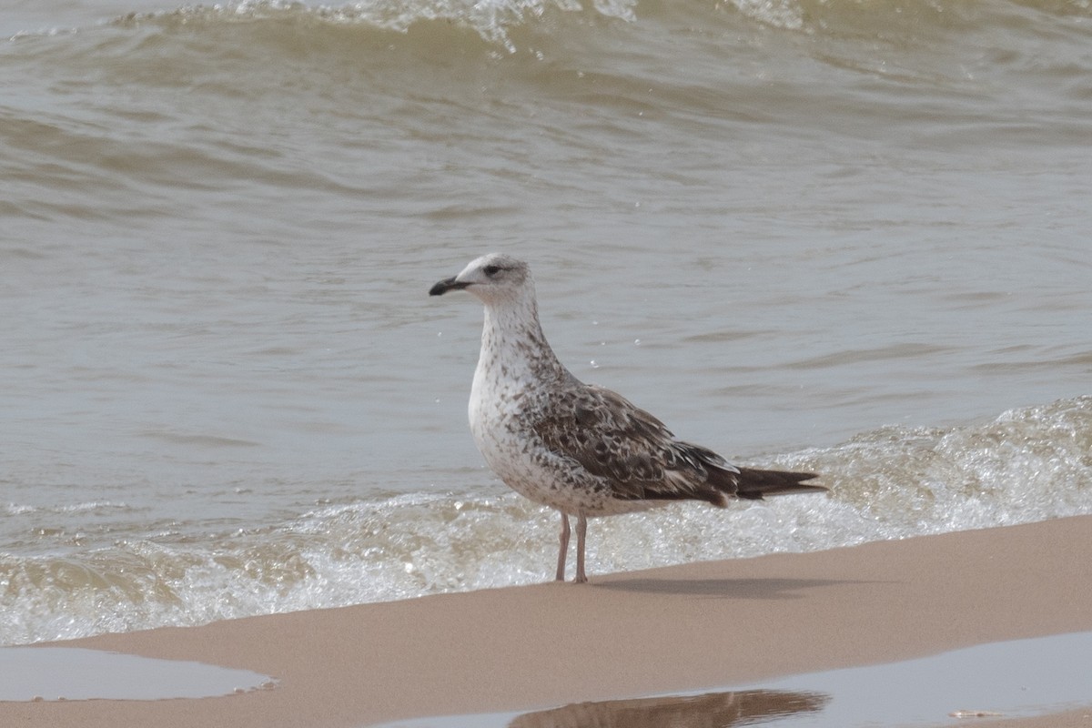 Lesser Black-backed Gull - Annette McClellan