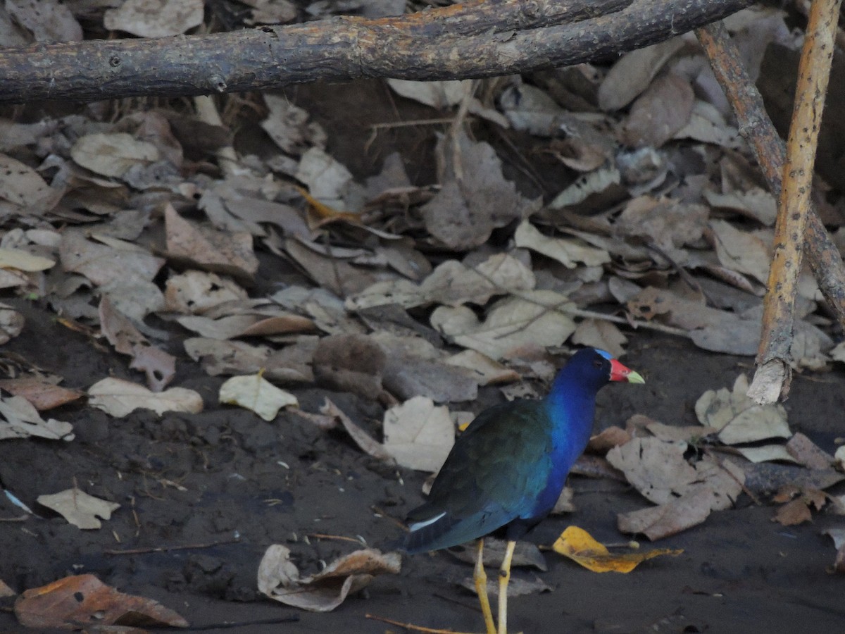 Purple Gallinule - Roger Lambert