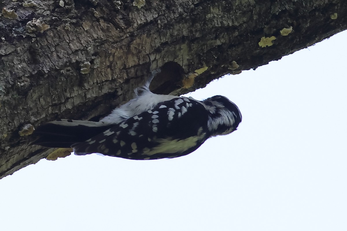 Downy Woodpecker - John Mercer