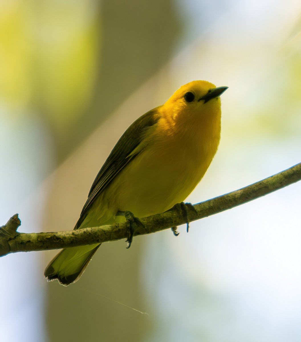 Prothonotary Warbler - Richard Moss