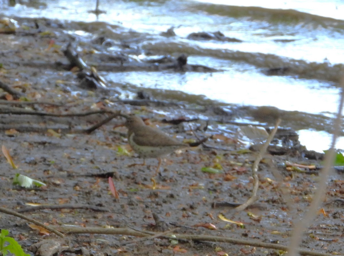 Spotted Sandpiper - Serge Benoit