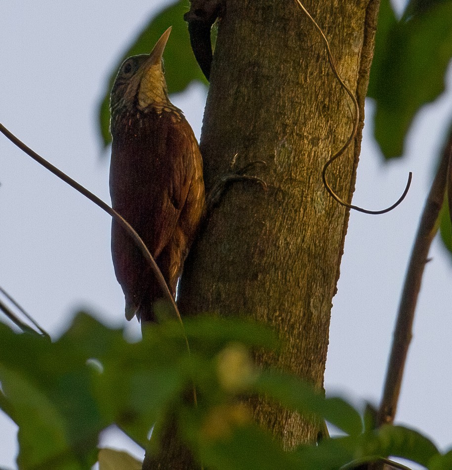 Straight-billed Woodcreeper - ML619535157