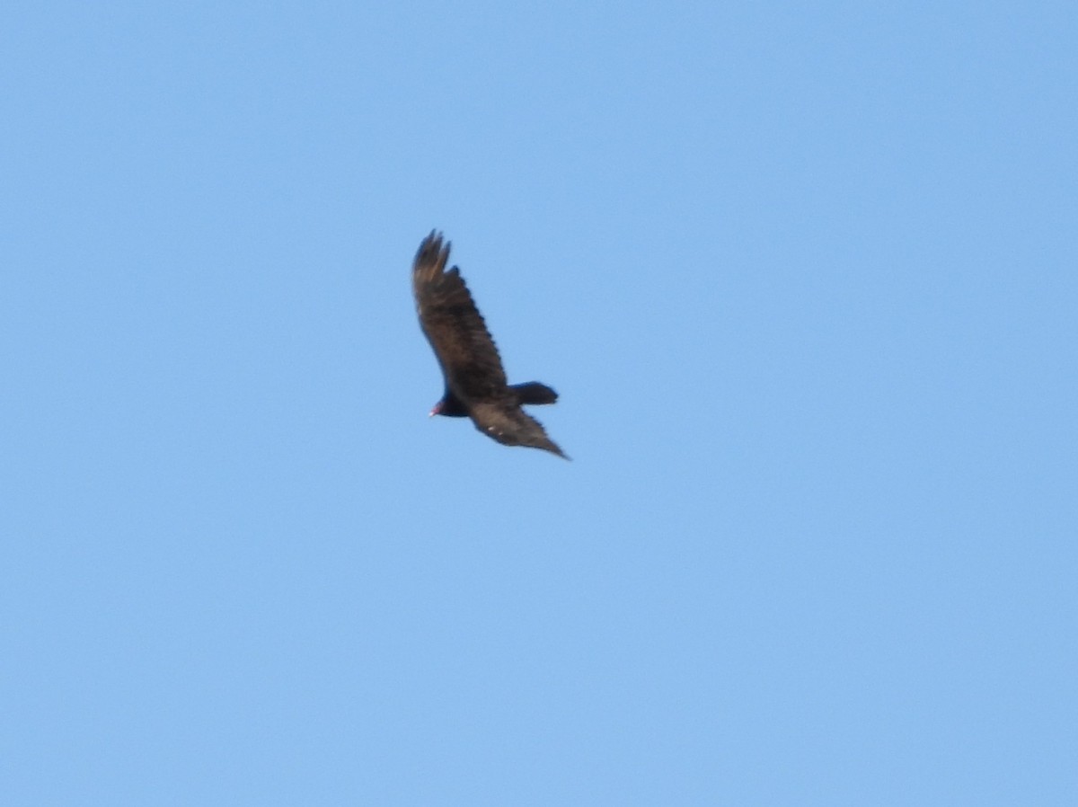 Turkey Vulture - Serge Benoit