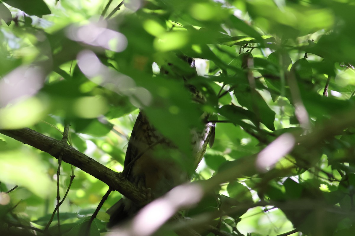 American Robin - John Mercer