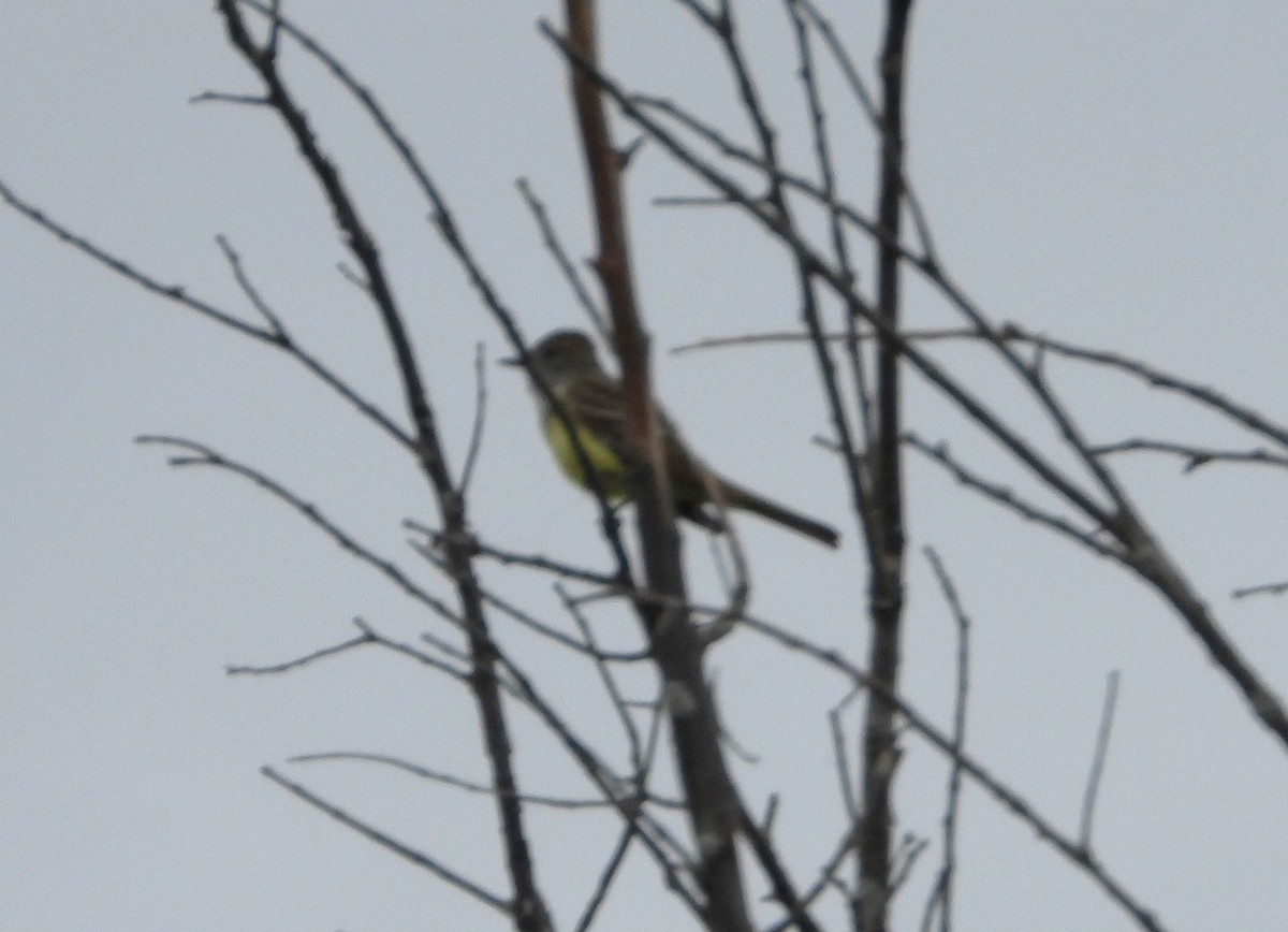 Great Crested Flycatcher - Serge Benoit