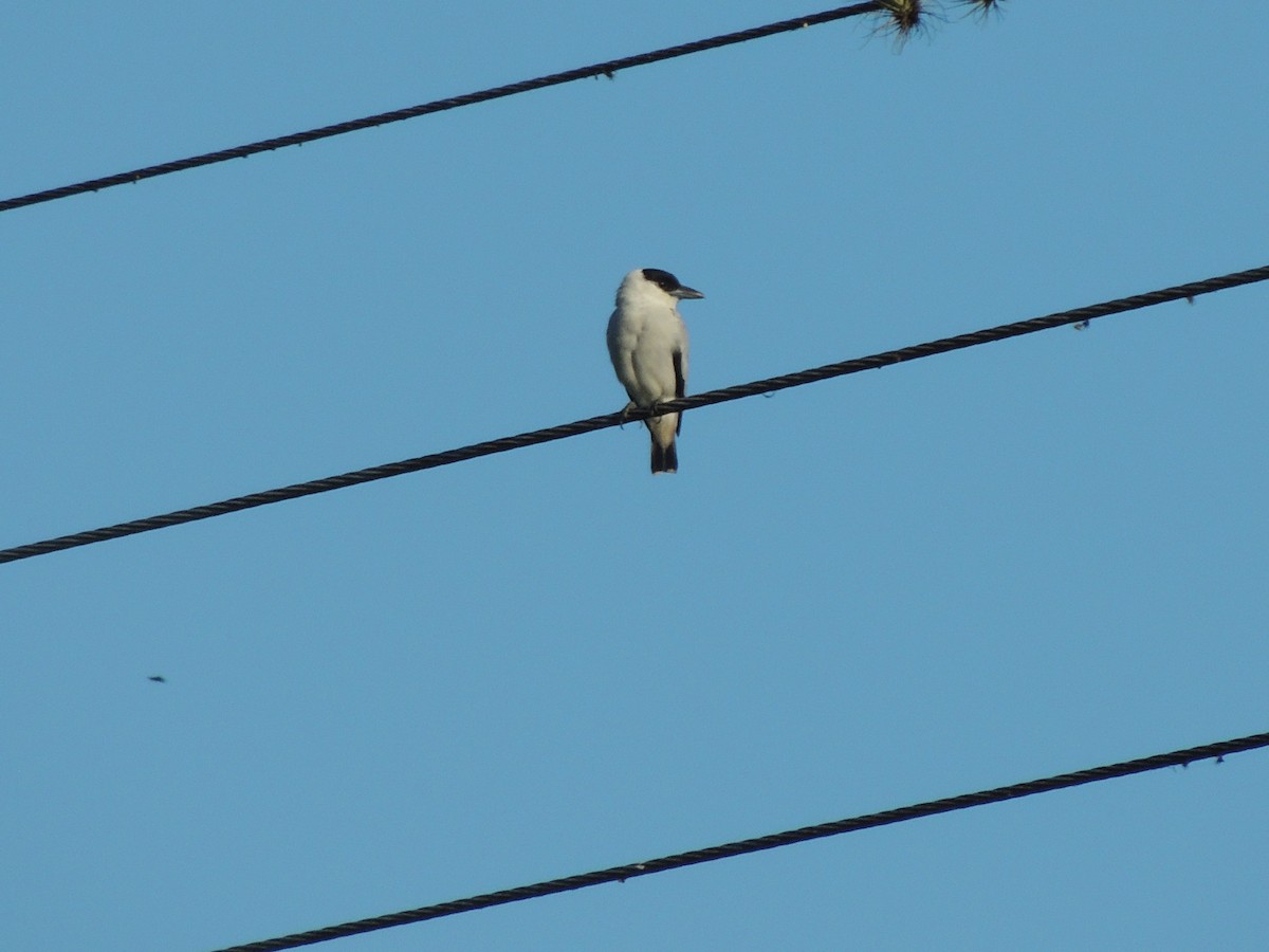 Black-crowned Tityra - Roger Lambert