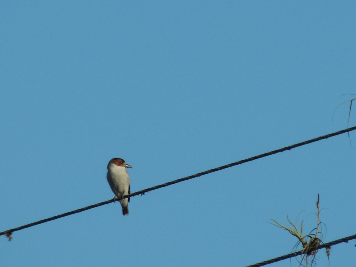 Black-crowned Tityra - Roger Lambert