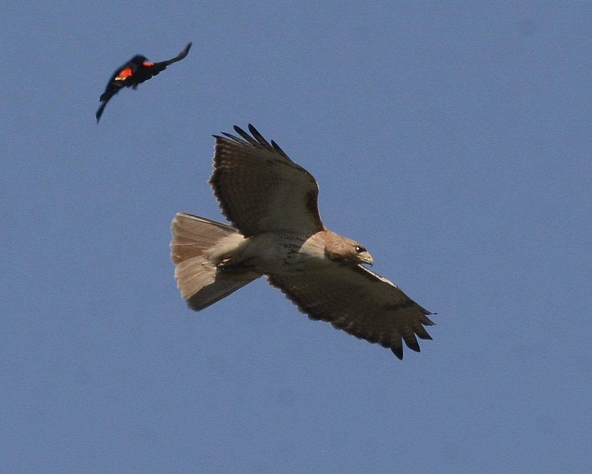 Red-tailed Hawk - ML619535170