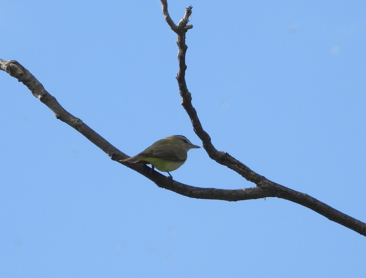 Warbling Vireo - Serge Benoit