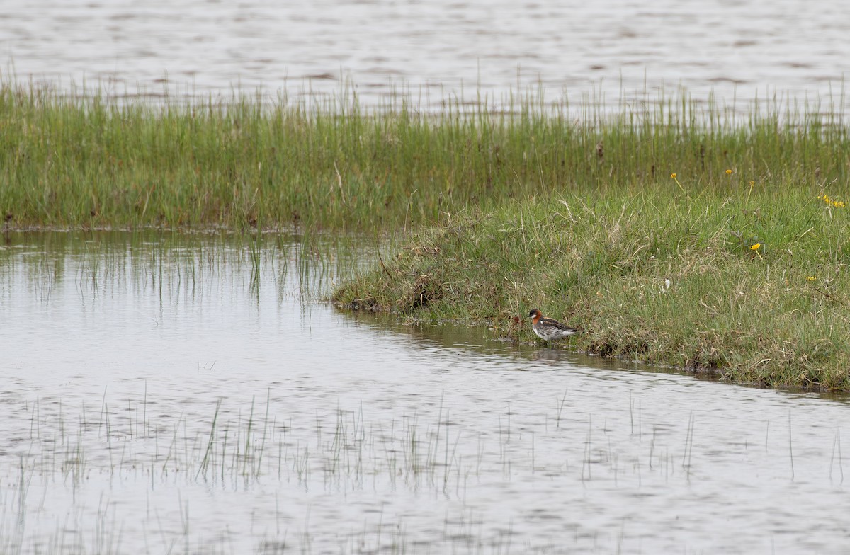 Red-necked Phalarope - Jonathan Farooqi