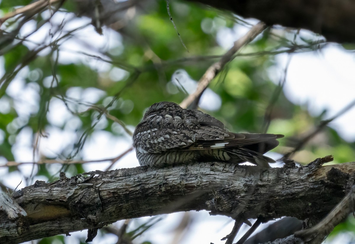 Lesser Nighthawk - ML619535180